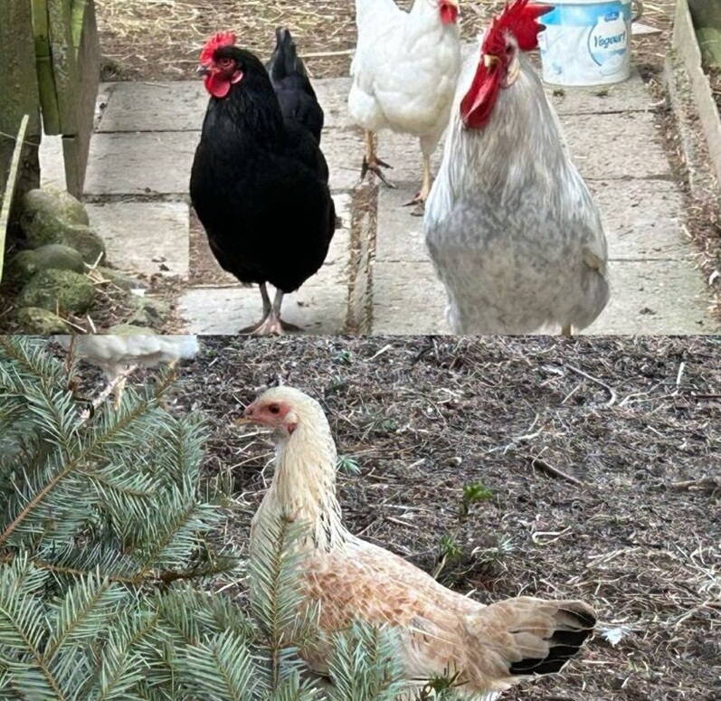 whatsapp_image_2025-04-01_at_18.24.27.jpeg whatsapp_image_2025-04-01_at_18.24.27.jpeg