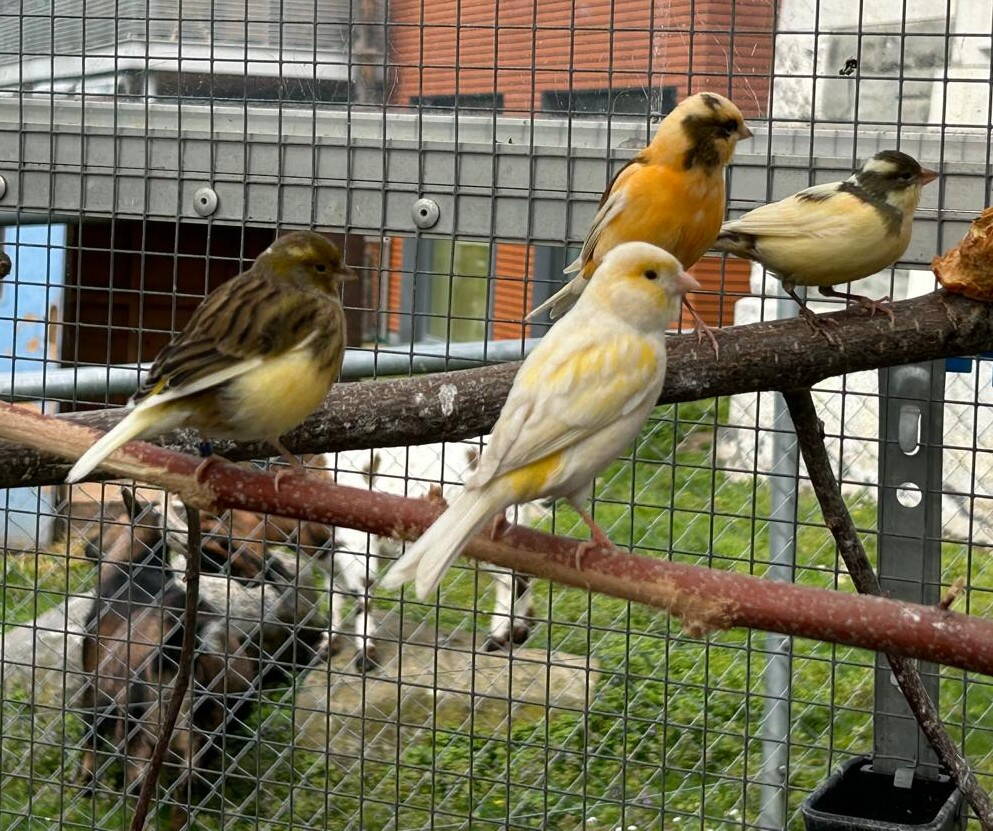 kanarienvoegel.jpeg kanarienvoegel.jpeg