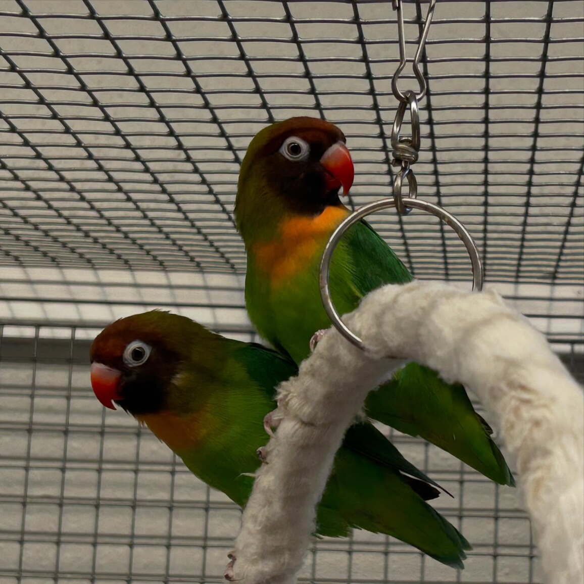 agapornis.jpg agapornis.jpg