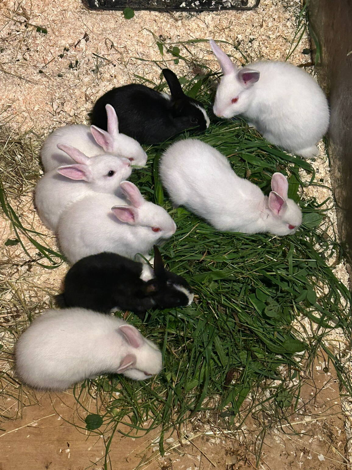 whatsapp_image_2025-08-21_at_17.46.09.jpeg whatsapp_image_2025-08-21_at_17.46.09.jpeg